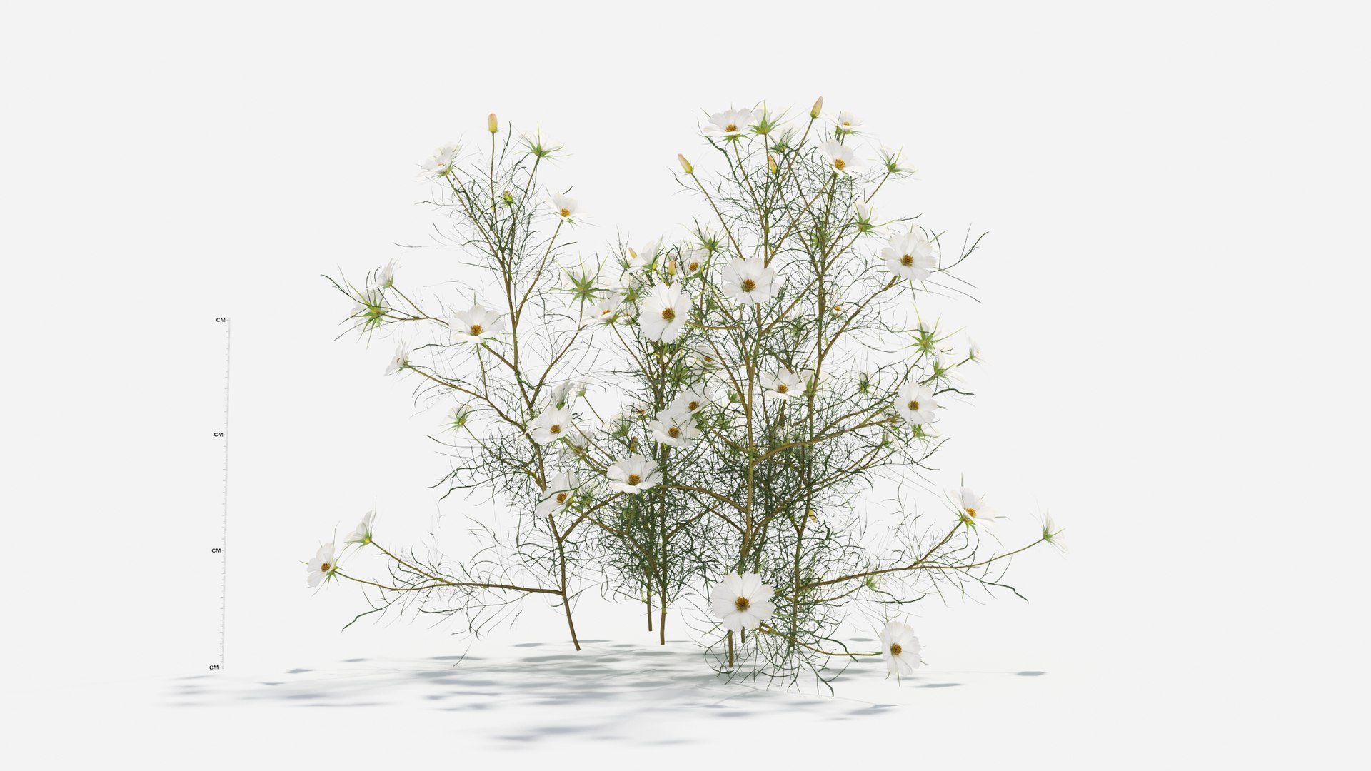 3D Cosmos bipinnatus-2 model https://p.turbosquid.com/ts-thumb/8r/fPO1q7/Tr/cosmos4/jpg/1661757645/1920x1080/fit_q87/84750647078aa401f59a874df5bd14791b947049/cosmos4.jpg