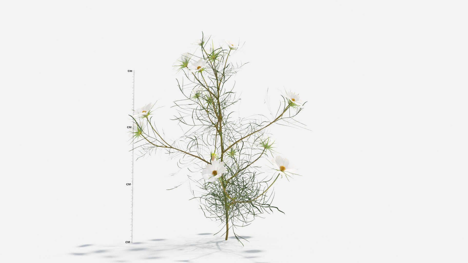 3D Cosmos bipinnatus-2 model https://p.turbosquid.com/ts-thumb/8r/fPO1q7/XO/cosmos7/jpg/1661757650/1920x1080/fit_q87/45019f3e82d5eb5484403b3b87a774d4601953e1/cosmos7.jpg
