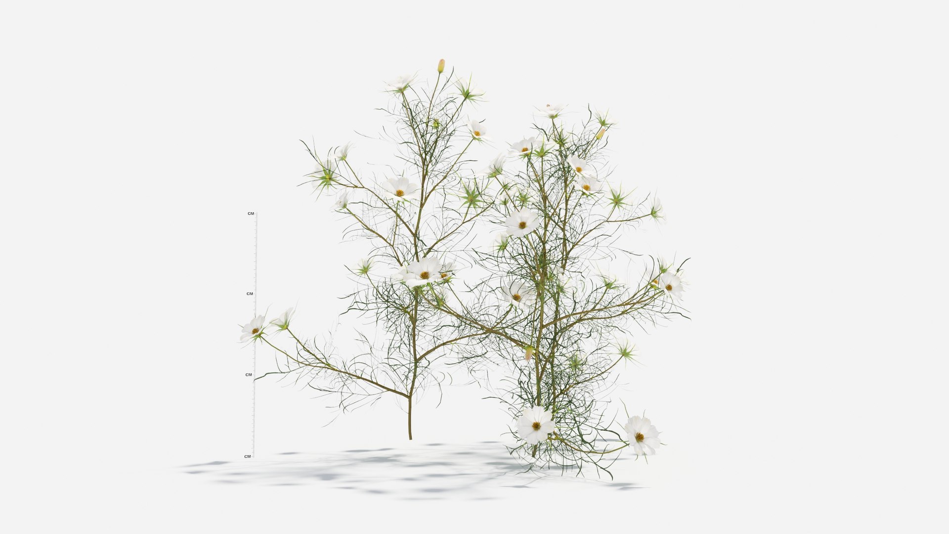3D Cosmos bipinnatus-2 model https://p.turbosquid.com/ts-thumb/8r/fPO1q7/eS/cosmos5/jpg/1661757648/1920x1080/fit_q87/9fe3d1202b84aef33b69ab357d666140fa5ba266/cosmos5.jpg