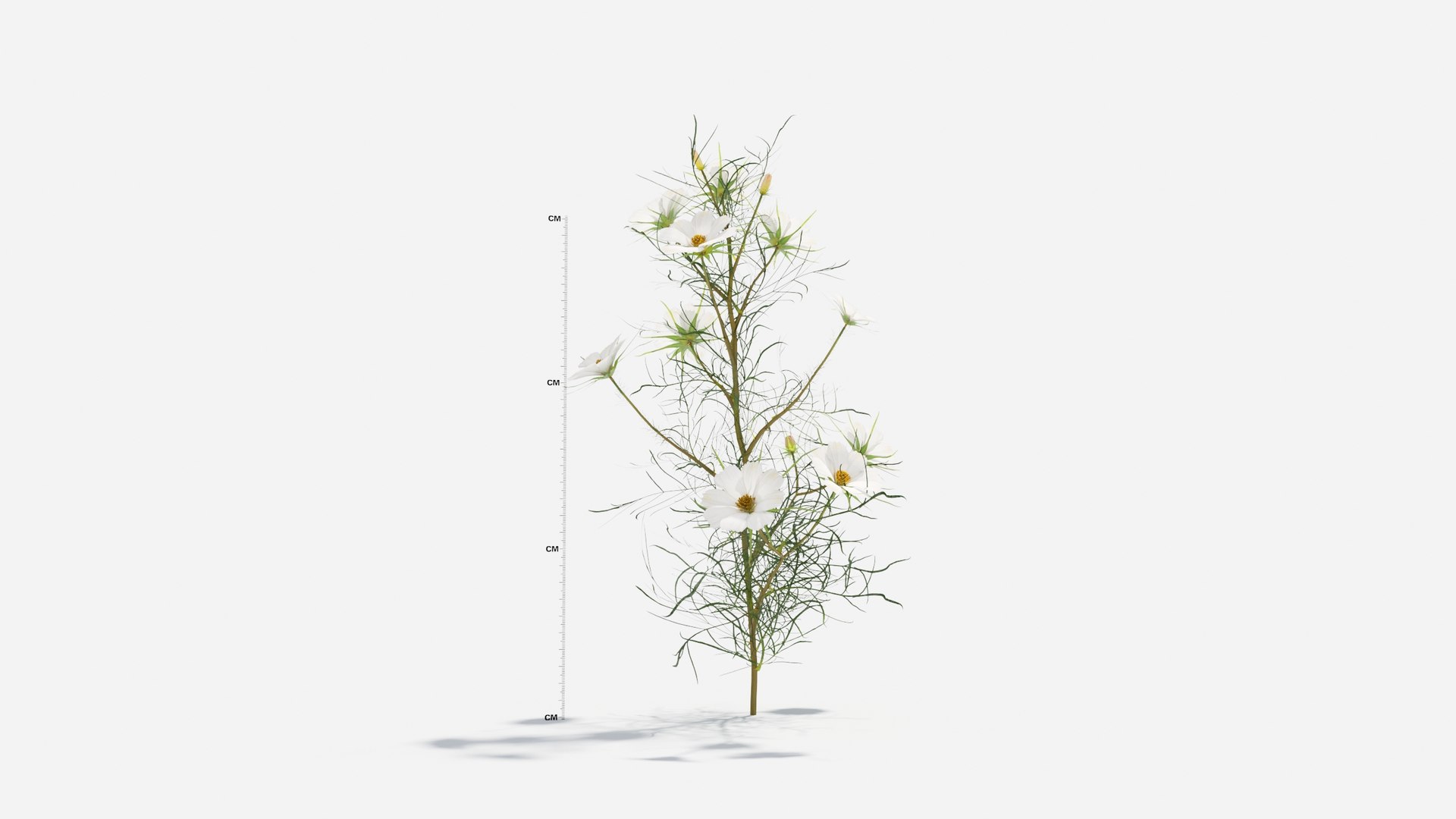 3D Cosmos bipinnatus-2 model https://p.turbosquid.com/ts-thumb/8r/fPO1q7/fF/cosmos8/jpg/1661757651/1920x1080/fit_q87/79cf3b2a071d0600a13204d0187b3423bfd3c682/cosmos8.jpg