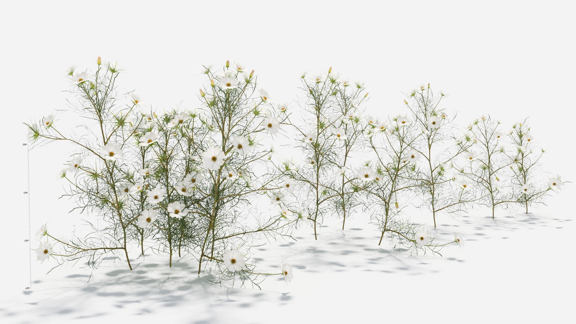 3D Cosmos bipinnatus-2 model https://p.turbosquid.com/ts-thumb/8r/fPO1q7/hk/cosmos9/jpg/1661757652/1920x1080/fit_q87/fec61e3009fc09c8dc8b45102fc4de07096f9209/cosmos9.jpg