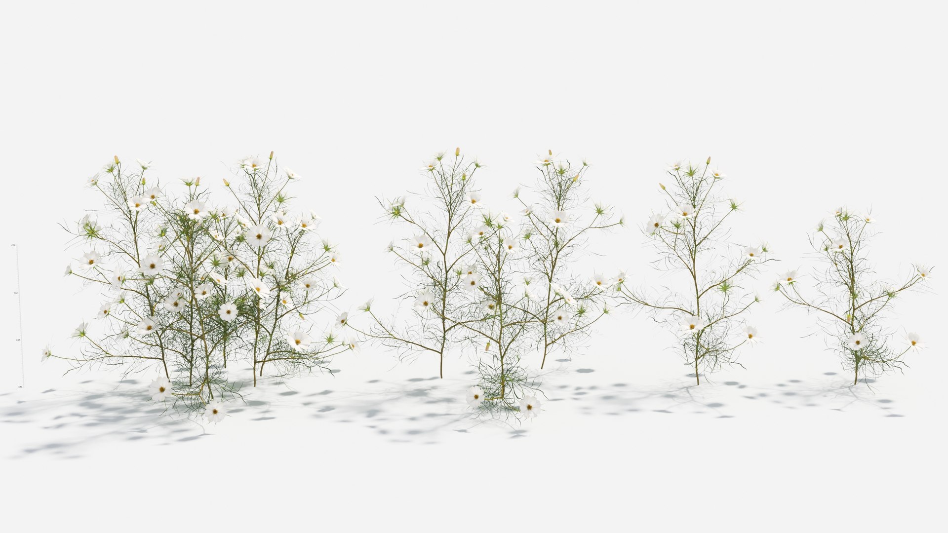 3D Cosmos bipinnatus-2 model https://p.turbosquid.com/ts-thumb/8r/fPO1q7/m5/cosmos2/jpg/1661757642/1920x1080/fit_q87/27b28bc074affe0ab1b68a3bec59d9bb97d96dcc/cosmos2.jpg