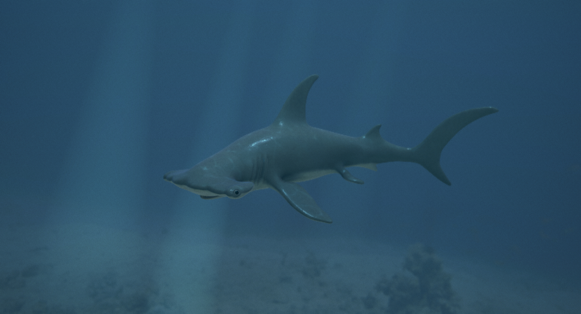 3D Rigged Hammerhead Shark Model - TurboSquid 1334892