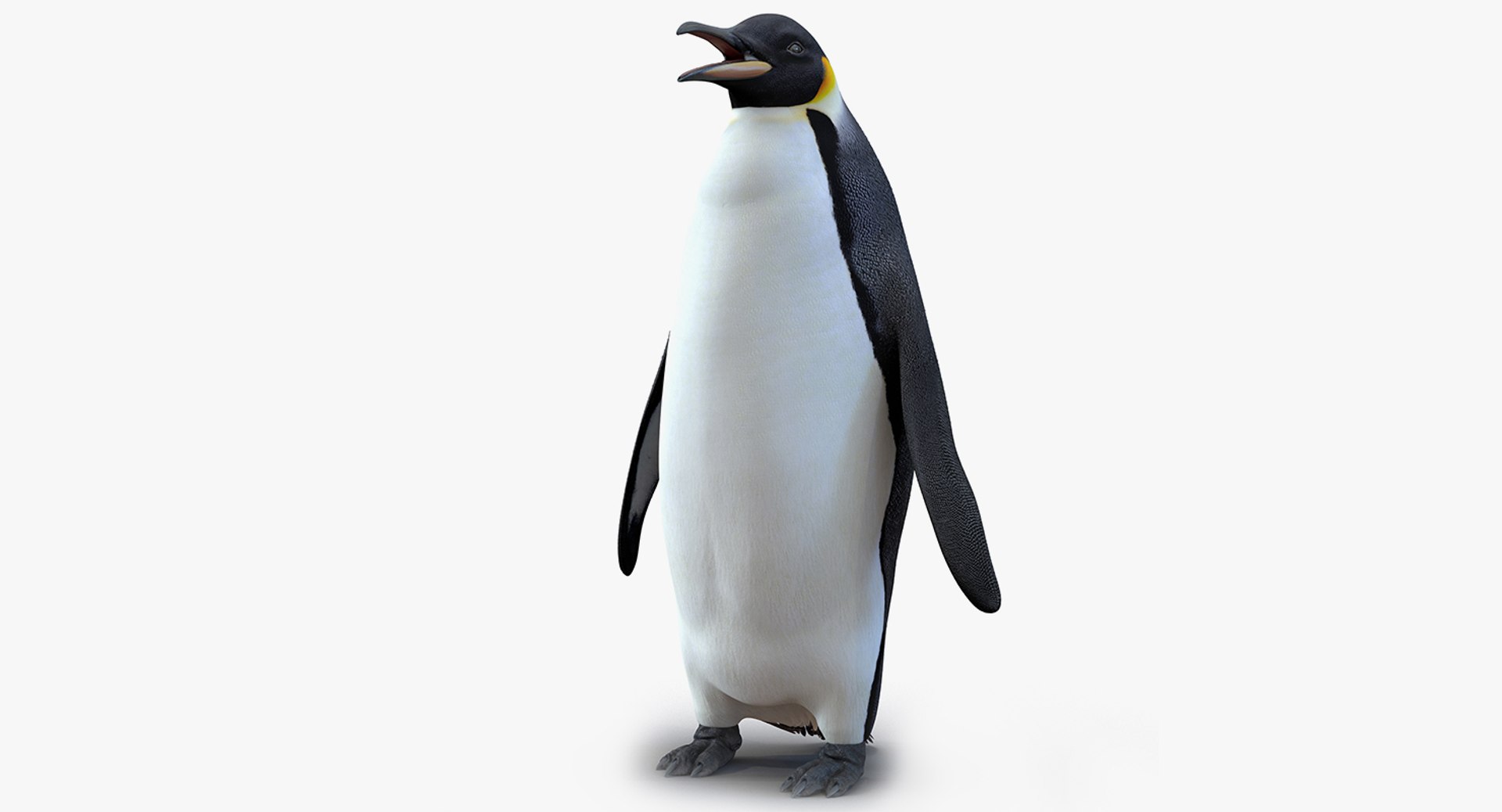 邦楽 Clippers-King penguin/Wicked babylon _129435695_mediaitem129435694.jpg