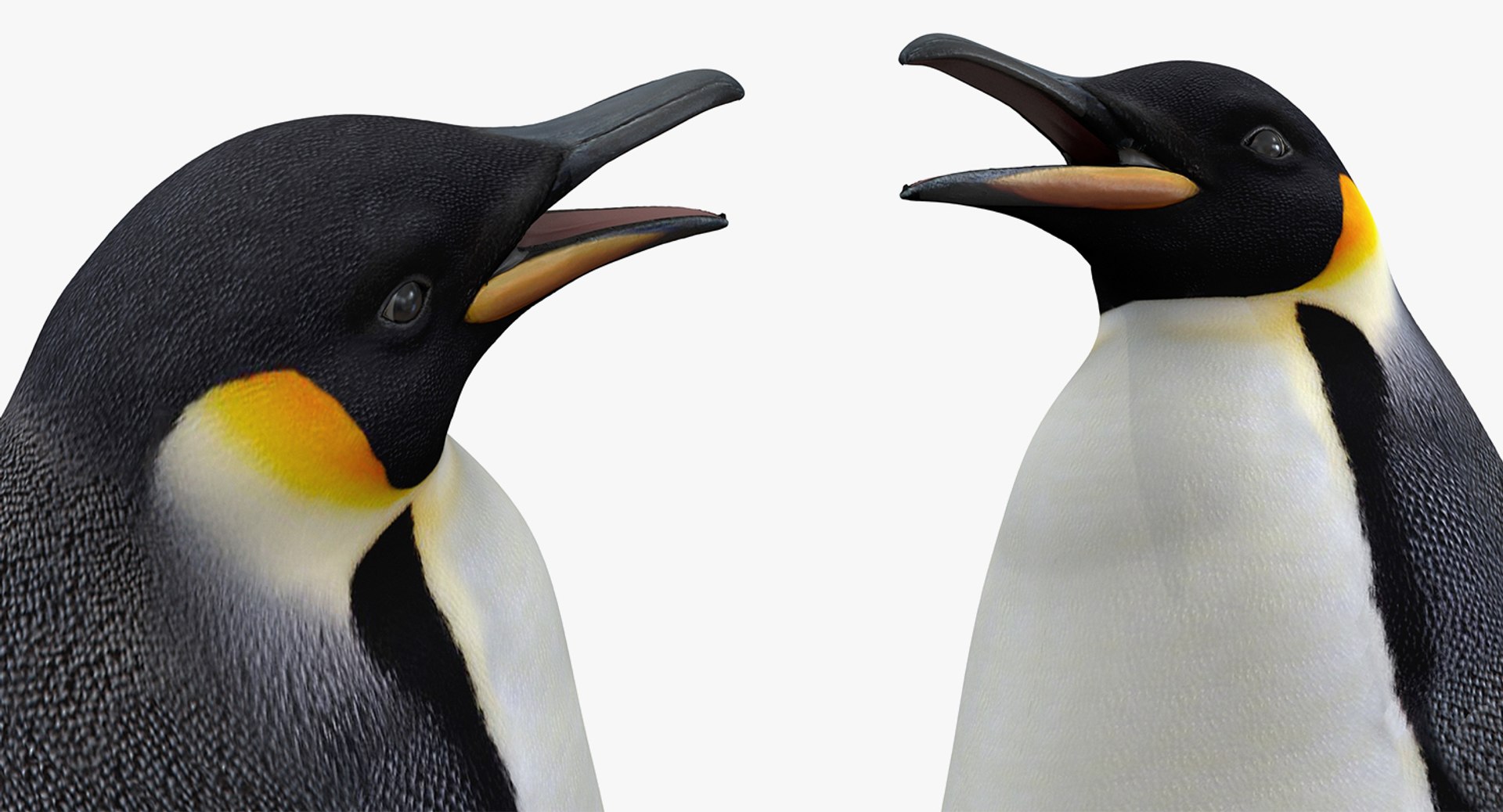 邦楽 Clippers-King penguin/Wicked babylon Emperor Penguin Baby Model - TurboSquid 1430920