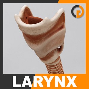 3ds max human larynx - anatomy