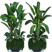 Collection Exotic plants