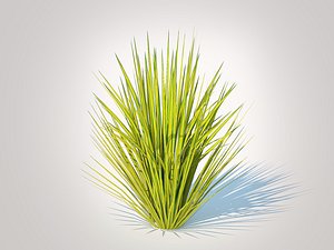 3D model Carex elata - Bowles Golden Sedge