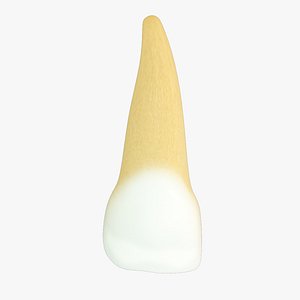 3d primary central incisor model