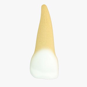 Upper Primary Central Incisor