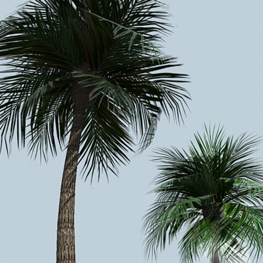 Palm Trees 3d Max