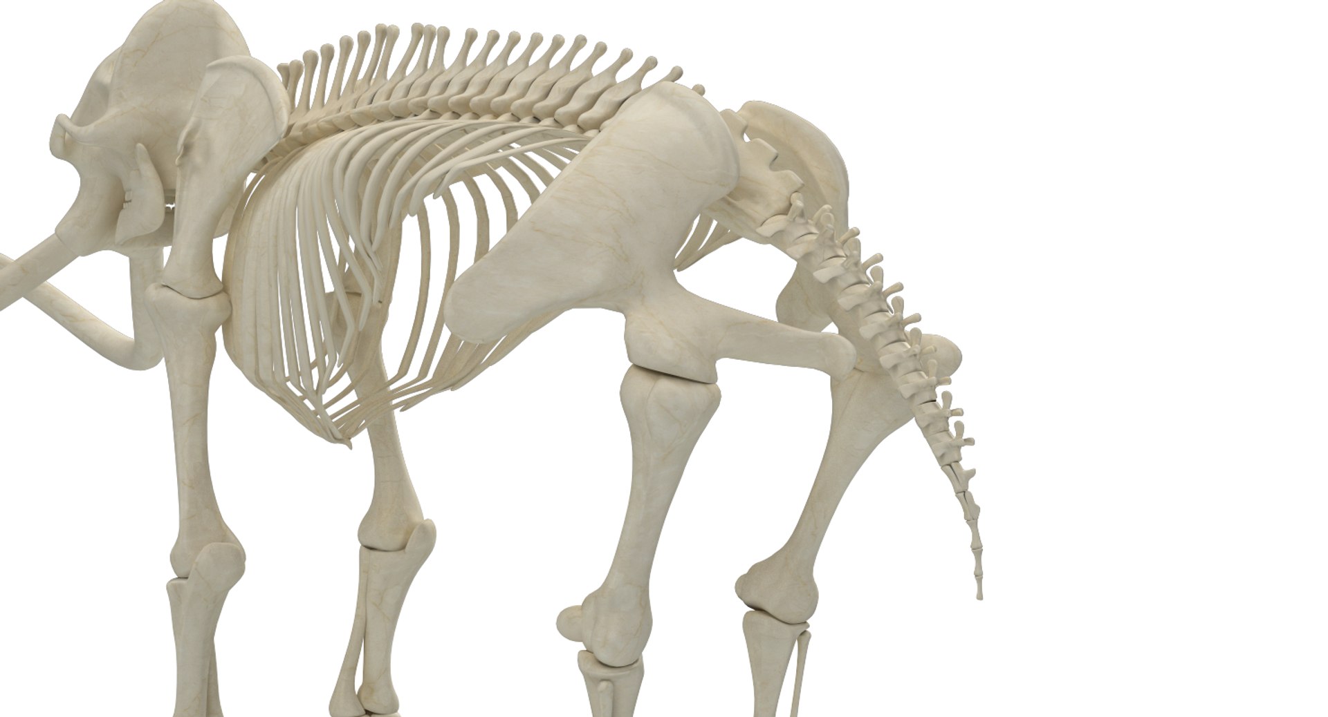 Mammoth Skeleton 3D Model - TurboSquid 1287187