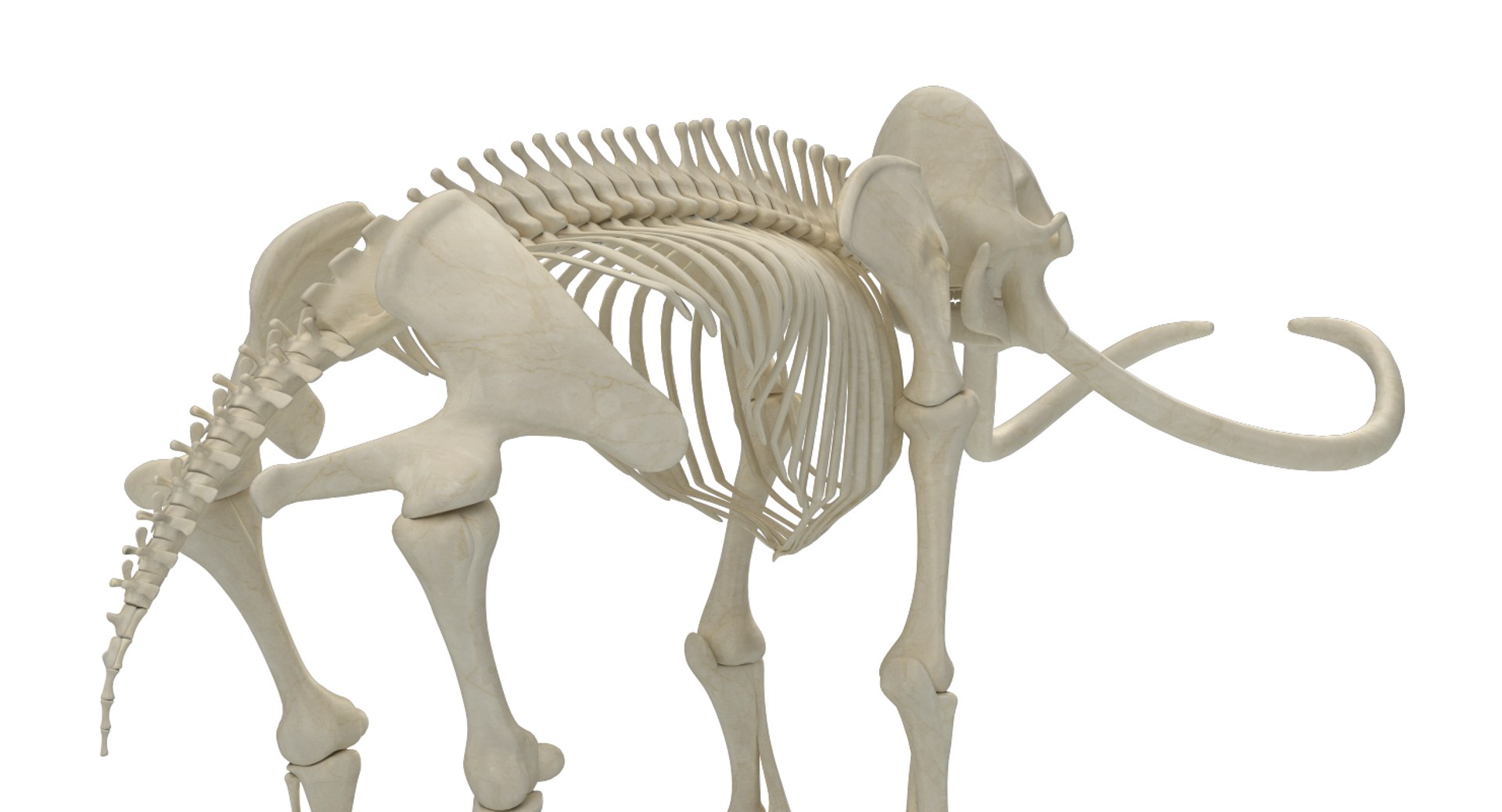 Mammoth Skeleton 3D Model - TurboSquid 1287187