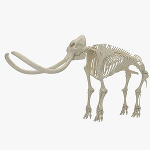 mammoth skeleton 3D model