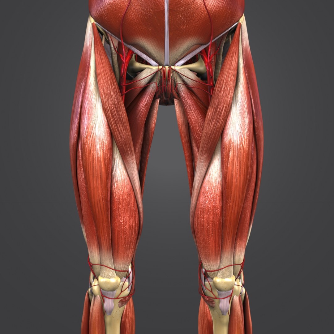 Body muscles arteries skeleton 3D model - TurboSquid 1319790