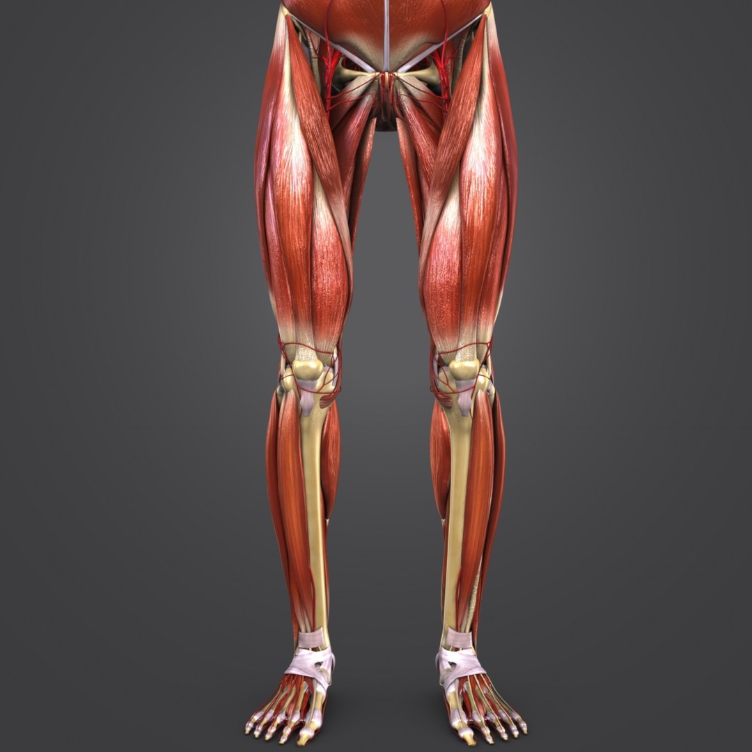 Body muscles arteries skeleton 3D model - TurboSquid 1319790