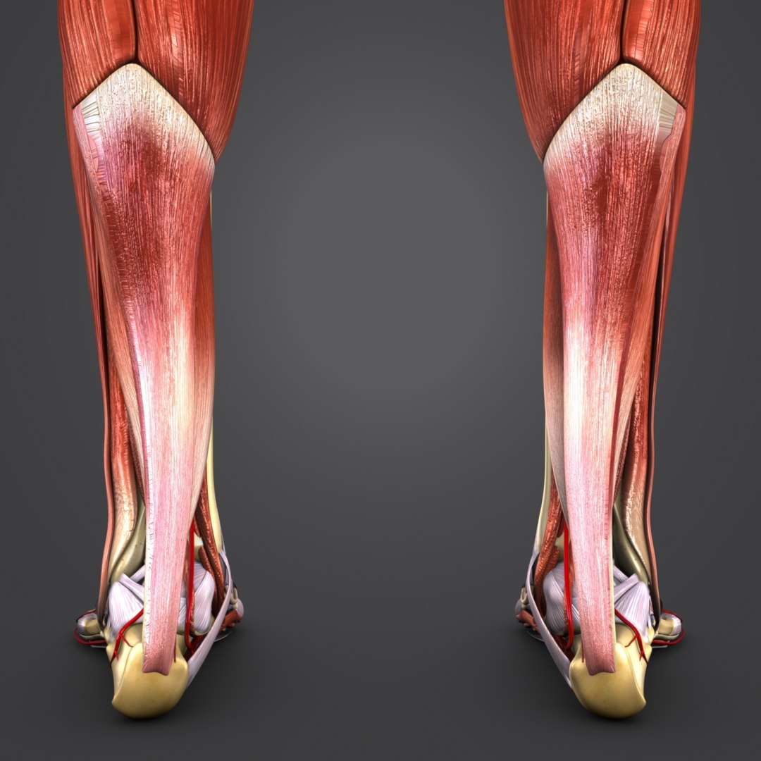 Body muscles arteries skeleton 3D model - TurboSquid 1319790