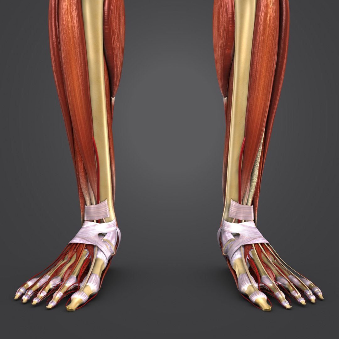 Body Muscles Arteries Skeleton 3D Model - TurboSquid 1319790