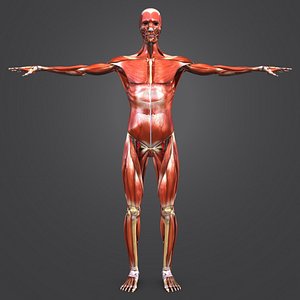 body muscles arteries skeleton 3D model