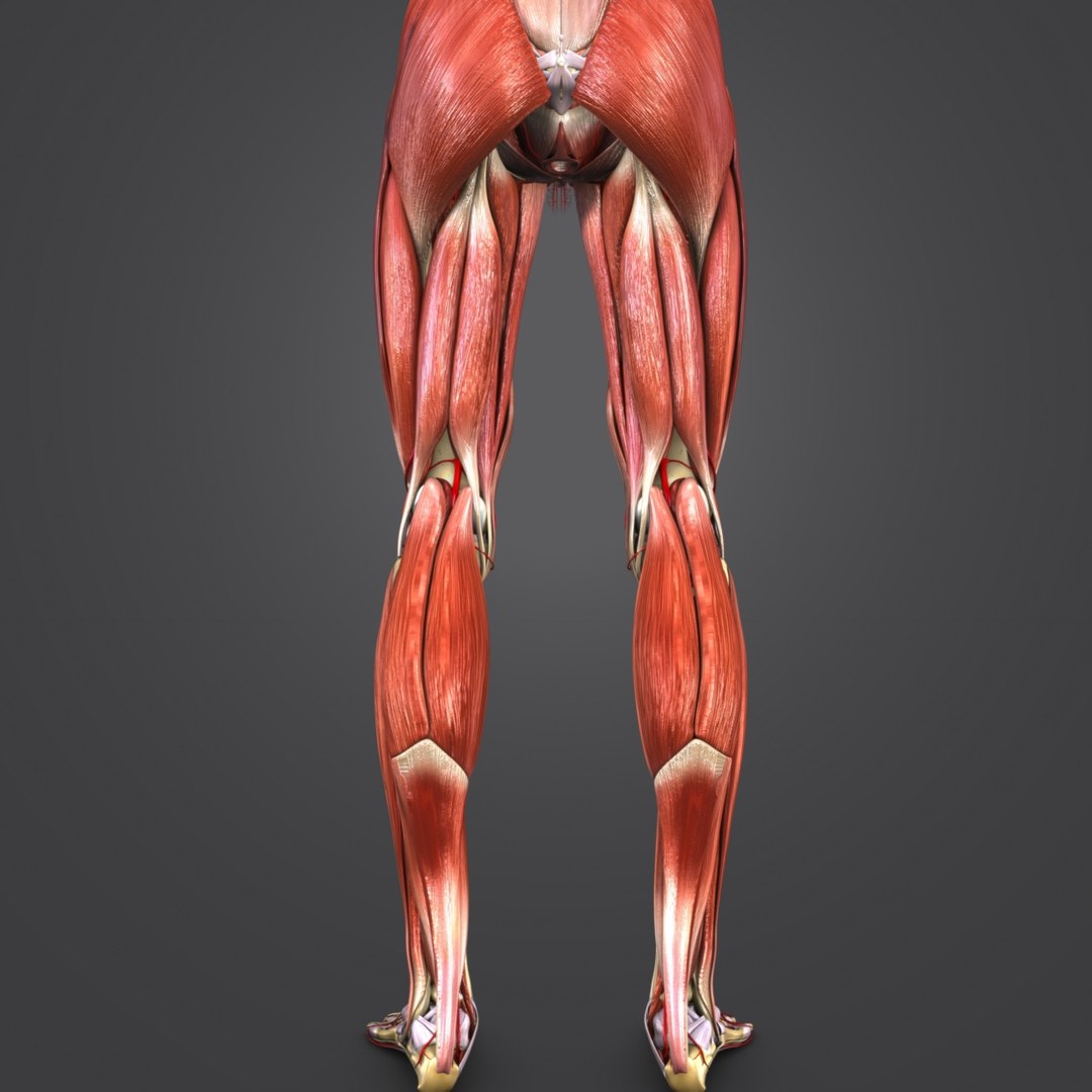 Body muscles arteries skeleton 3D model - TurboSquid 1319790