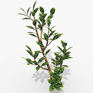 OrnamentalPlantB