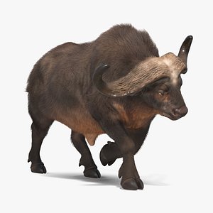 african buffalo attacking pose 3D model
