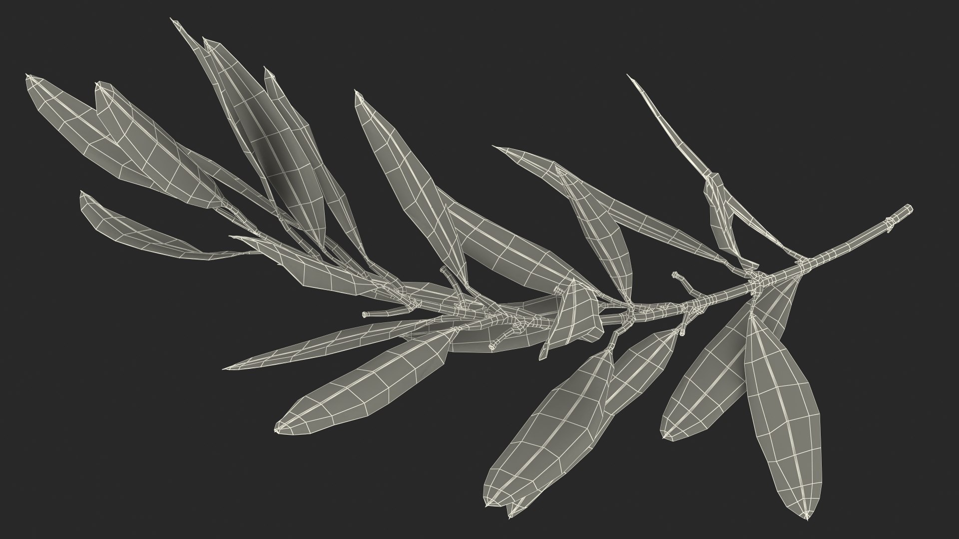 Olive Tree Branch No Olives 3D https://p.turbosquid.com/ts-thumb/8s/maihDj/95/olivetreebranchnoolivesvray3dmodel019/jpg/1661158426/1920x1080/fit_q87/ab9f67f8522649b402a90ad6054dd91c679c31b5/olivetreebranchnoolivesvray3dmodel019.jpg
