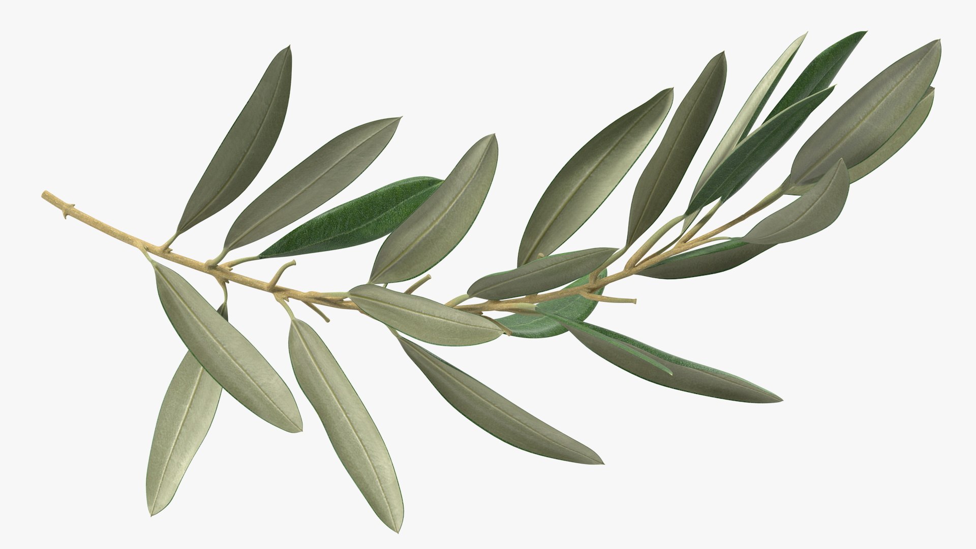 Olive Tree Branch No Olives 3D https://p.turbosquid.com/ts-thumb/8s/maihDj/Pe/olivetreebranchnoolivesvray3dmodel009/jpg/1661158395/1920x1080/fit_q87/254d0353332faf7d9c702a9c67cf73bdeb2f8f51/olivetreebranchnoolivesvray3dmodel009.jpg