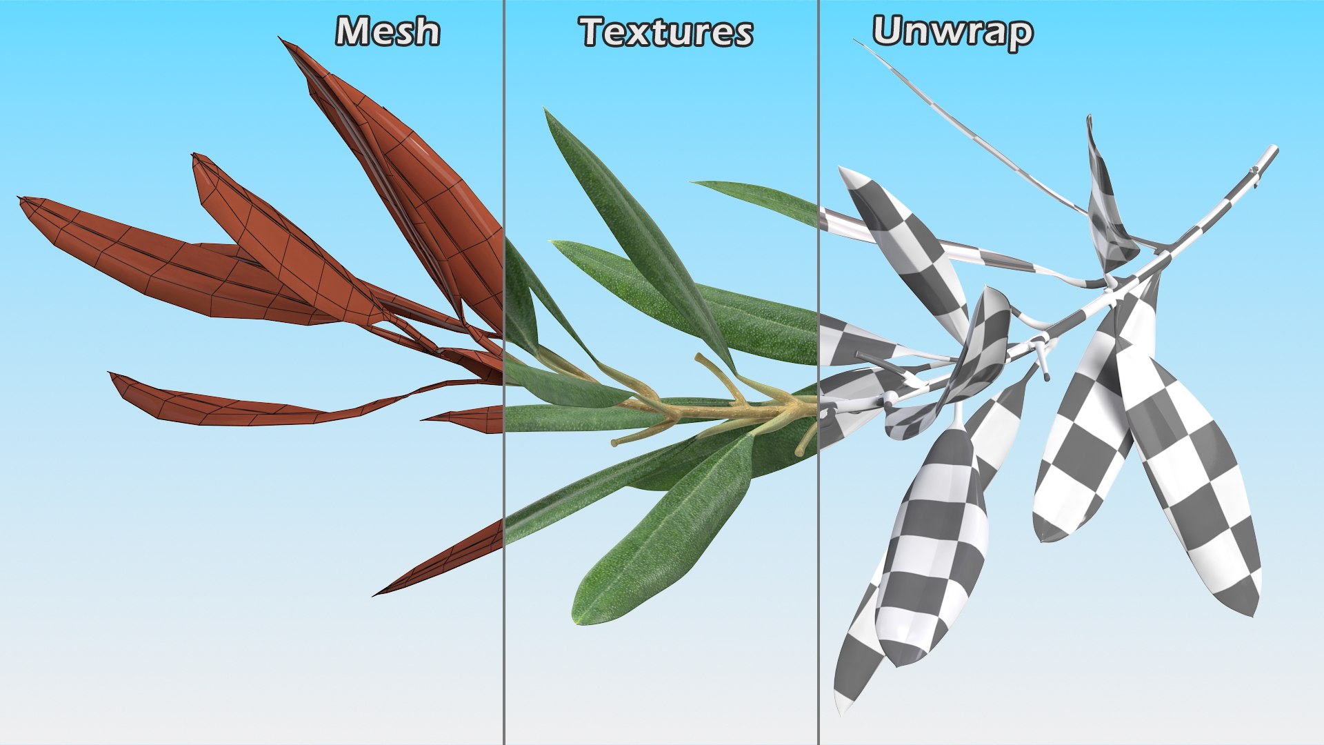 Olive Tree Branch No Olives 3D https://p.turbosquid.com/ts-thumb/8s/maihDj/km/olivetreebranchnoolivesvray3dmodel013/jpg/1661158408/1920x1080/fit_q87/7a0a325bdff6b94d8a54cd8a0412248762c5c791/olivetreebranchnoolivesvray3dmodel013.jpg