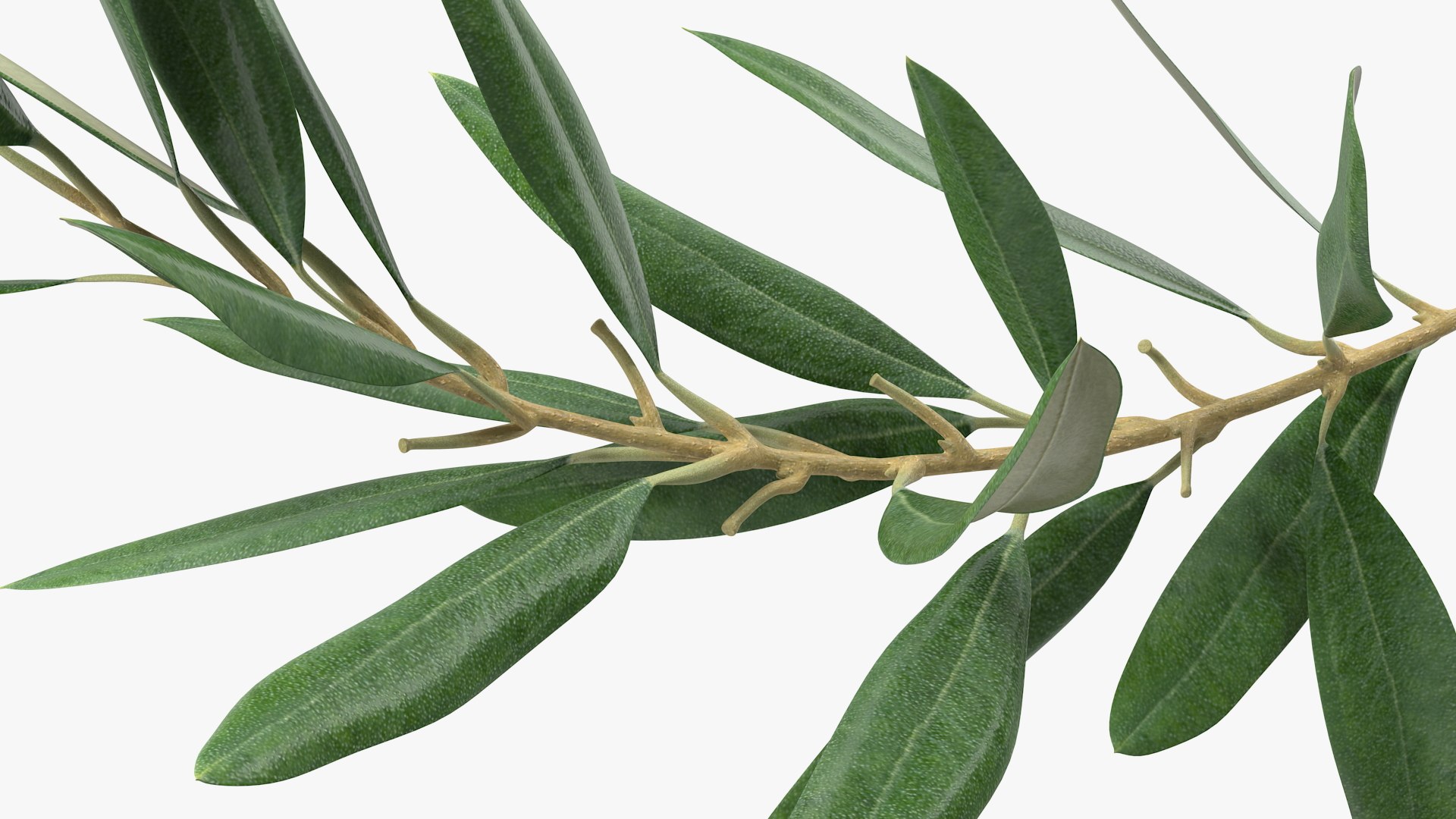 Olive Tree Branch No Olives 3D https://p.turbosquid.com/ts-thumb/8s/maihDj/ld/olivetreebranchnoolivesvray3dmodel011/jpg/1661158401/1920x1080/fit_q87/ab848829bbdd6a6ce2c6c0004d926a0ee1ef9990/olivetreebranchnoolivesvray3dmodel011.jpg