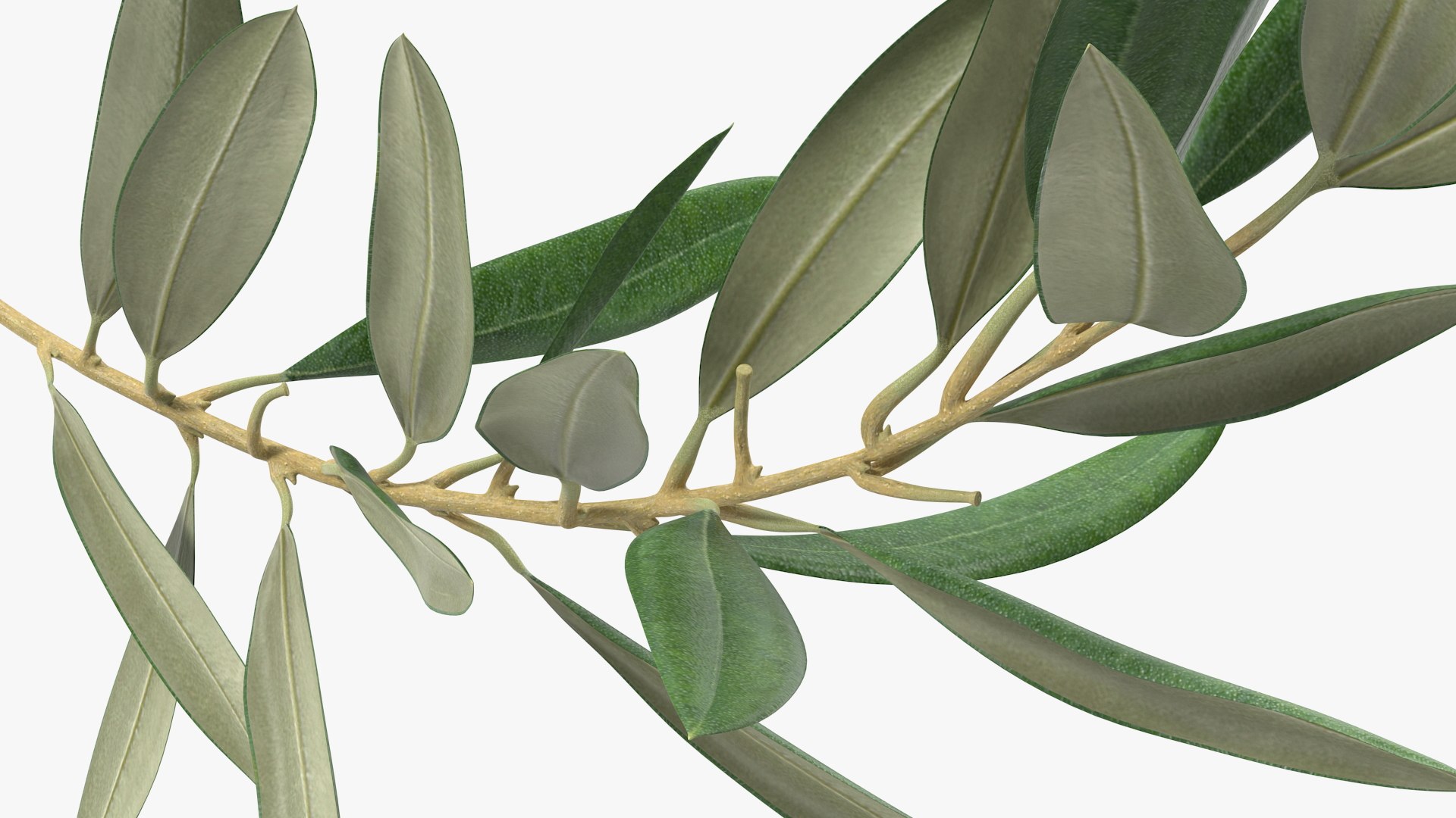 Olive Tree Branch No Olives 3D https://p.turbosquid.com/ts-thumb/8s/maihDj/pR/olivetreebranchnoolivesvray3dmodel012/jpg/1661158405/1920x1080/fit_q87/190bb42828649e9ba612273ad9590174648807b2/olivetreebranchnoolivesvray3dmodel012.jpg