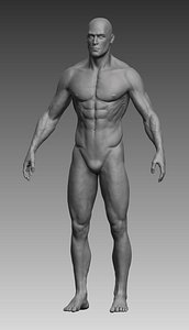 Anatomical body, base mesh