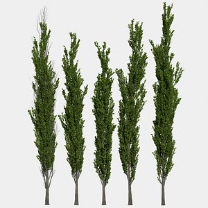 Poplar Tree