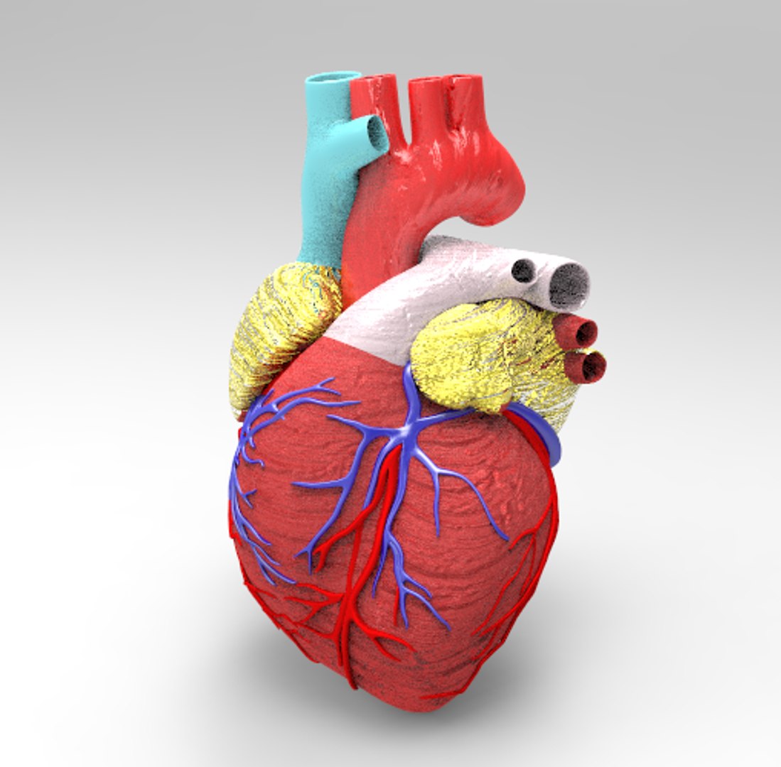 Human Heart Model Turbosquid 1332655