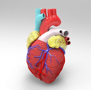 human heart model