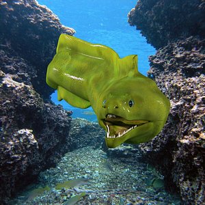 3d max green moray eel