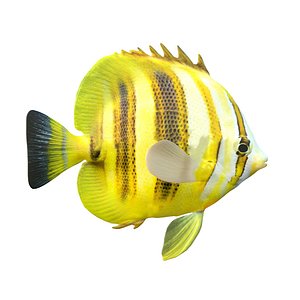 Rainford Butterflyfish