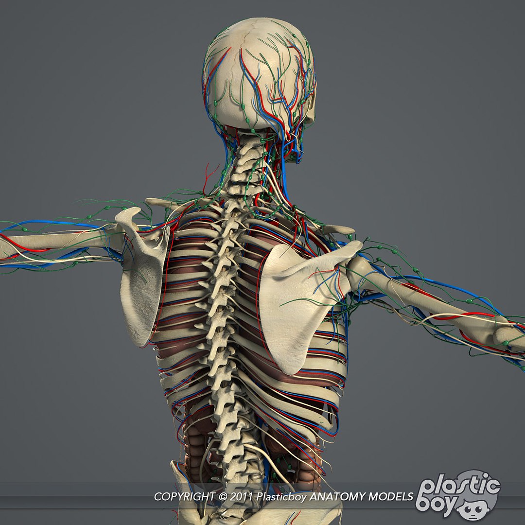 essentials male female anatomy 3d model https://p.turbosquid.com/ts-thumb/8t/G7FluL/JuTRNZzz/anatomy_essentials08/jpg/1337091034/1920x1080/fit_q87/481739766220370d5dac4c289a84d48af9f7f4e4/anatomy_essentials08.jpg