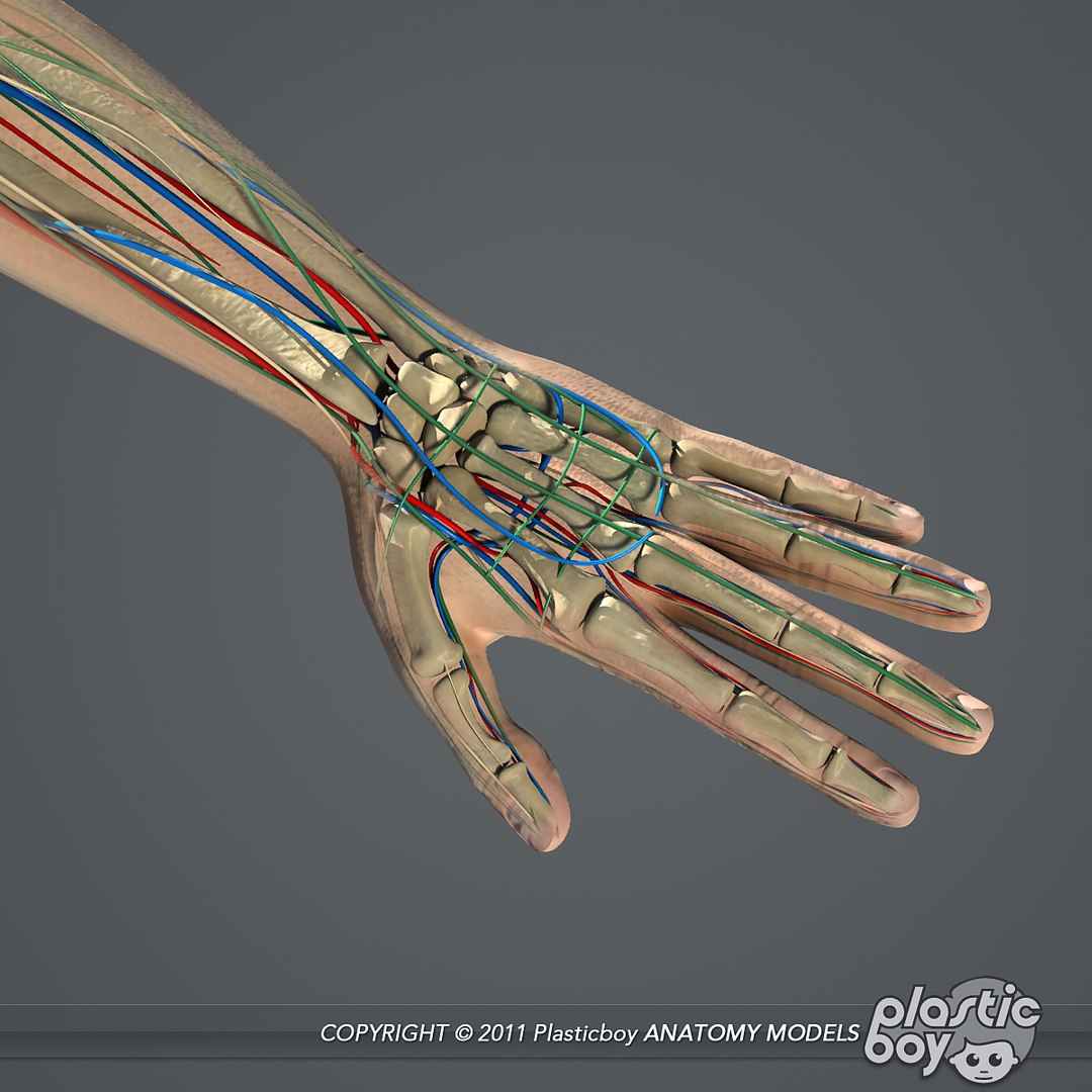 essentials male female anatomy 3d model https://p.turbosquid.com/ts-thumb/8t/G7FluL/LiXx1x6A/anatomy_essentials07/jpg/1337091034/1920x1080/fit_q87/55fc131abf4cf8c97a371253a040a0409043d5c3/anatomy_essentials07.jpg