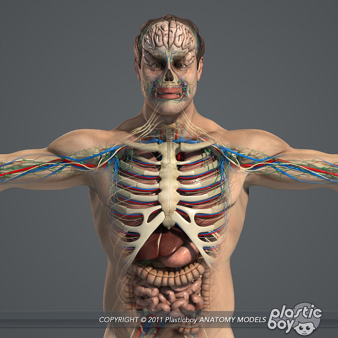 essentials male female anatomy 3d model https://p.turbosquid.com/ts-thumb/8t/G7FluL/Pwl7nGKT/anatomy_essentials/jpg/1337077661/1920x1080/fit_q87/6f6fb042ce23ce96d5092f7b7ad2b8859f7175e5/anatomy_essentials.jpg