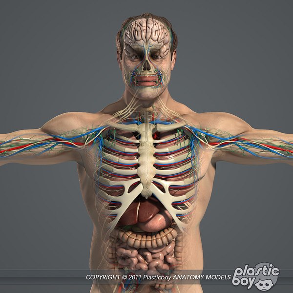 essentials male female anatomy 3d model