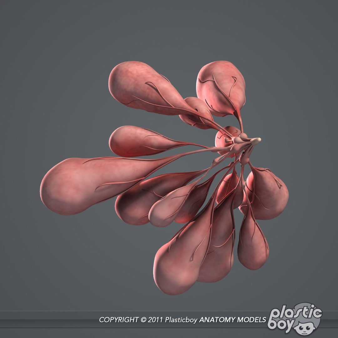 essentials male female anatomy 3d model https://p.turbosquid.com/ts-thumb/8t/G7FluL/Rf9OCH3e/female_reproductive_03/jpg/1337096101/1920x1080/fit_q87/61f3982ba50e7f5d2be0729bc6b7302cb9e42d89/female_reproductive_03.jpg