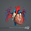 Männliche und weibliche Anatomie Essentials Pack (texturiert)