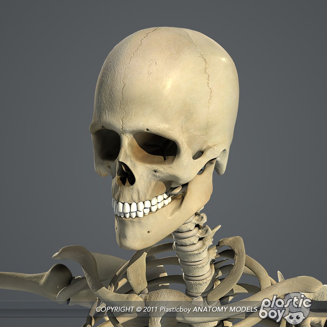 essentials male female anatomy 3d model https://p.turbosquid.com/ts-thumb/8t/G7FluL/ar4ZVGKH/skeleton_07/jpg/1337096102/1920x1080/fit_q87/2c65ec8f2b2b2b4333dc65efe71ee39efca2c481/skeleton_07.jpg