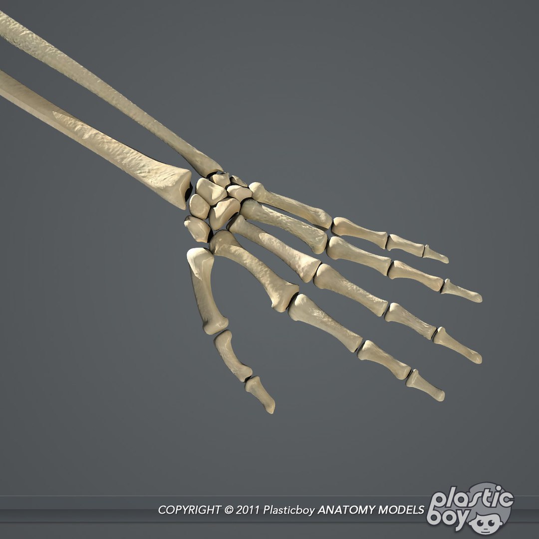 essentials male female anatomy 3d model https://p.turbosquid.com/ts-thumb/8t/G7FluL/dBa99U9m/skeleton_06/jpg/1337096102/1920x1080/fit_q87/ea61868a7404a562a67857b2702d2de86bdc5111/skeleton_06.jpg