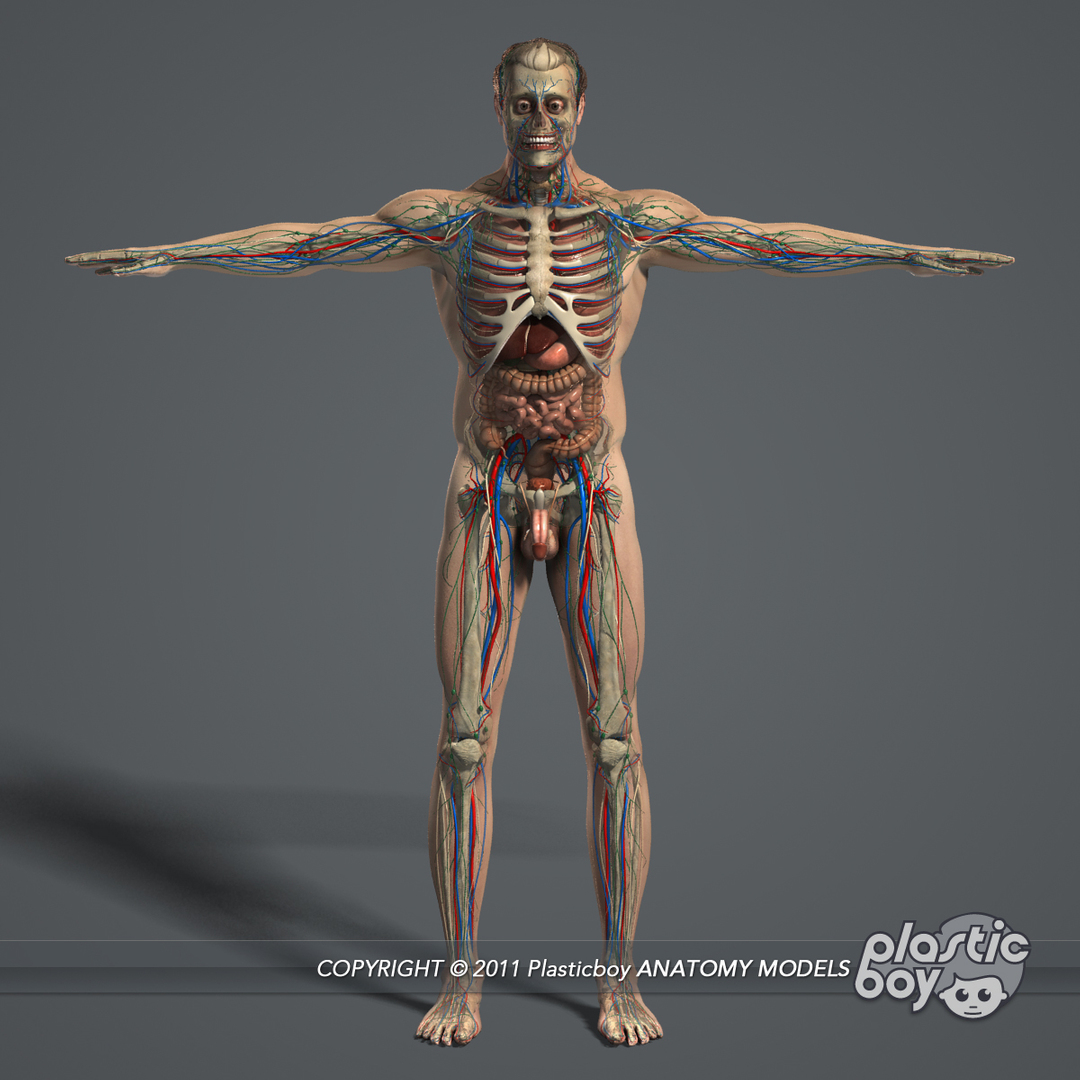 essentials male female anatomy 3d model https://p.turbosquid.com/ts-thumb/8t/G7FluL/gEVWcOFs/anatessen/jpg/1337097169/1920x1080/turn_fit_q99/b279be5fca11623d1108e7d95d03b1f18f1c6c65/anatessen-1.jpg