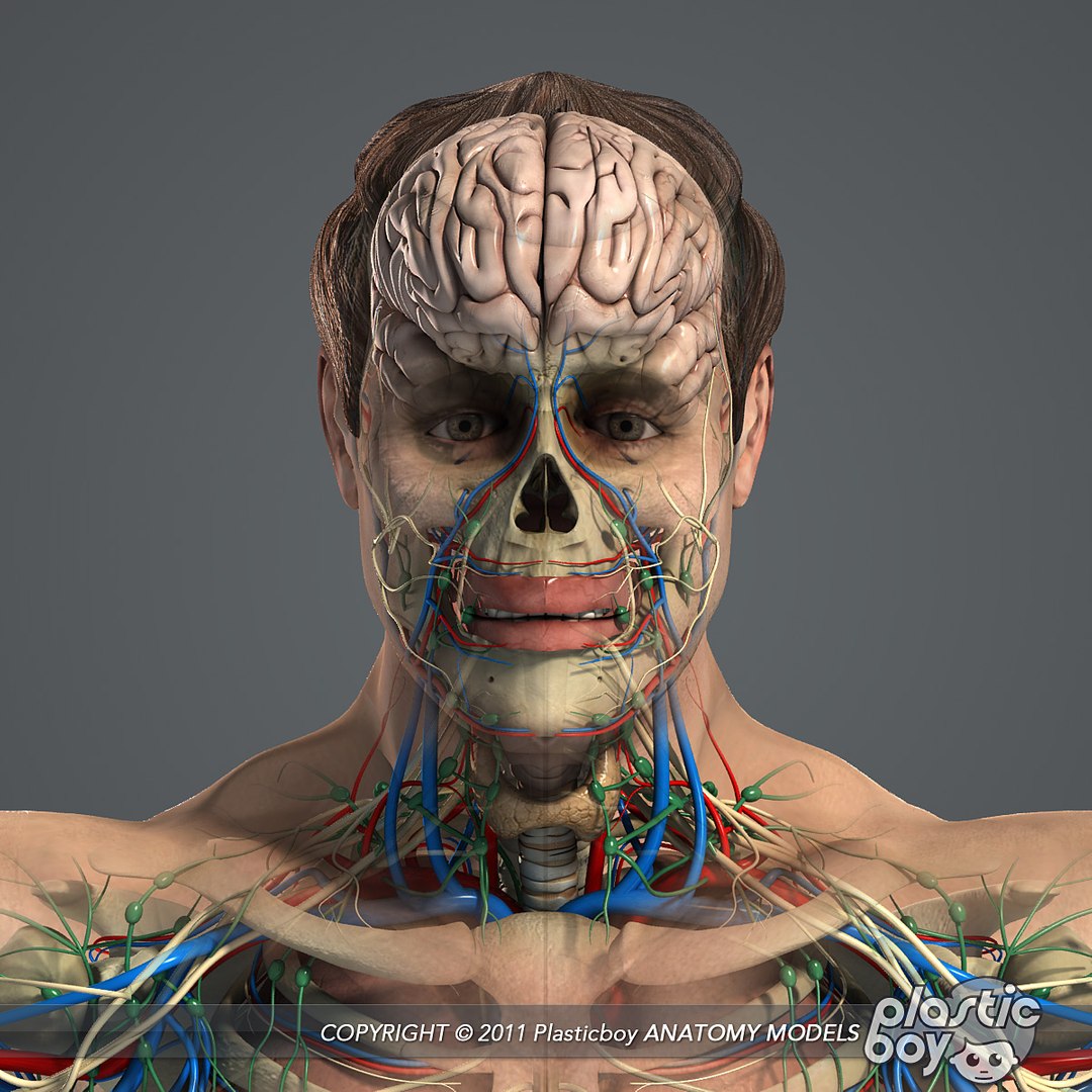 essentials male female anatomy 3d model https://p.turbosquid.com/ts-thumb/8t/G7FluL/l7lifpcA/anatomy_essentials05/jpg/1337091034/1920x1080/fit_q87/f3775f4636929a85021281a8a404af64e0b432e8/anatomy_essentials05.jpg