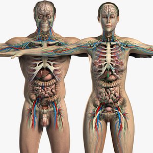 Male and Female Anatomy Essentials Pack (Textured)