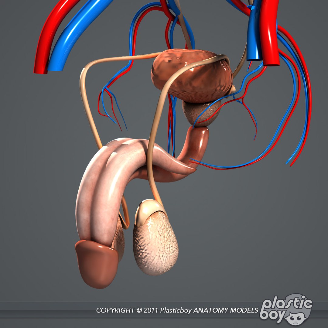 3d модель мужского члена фото 12