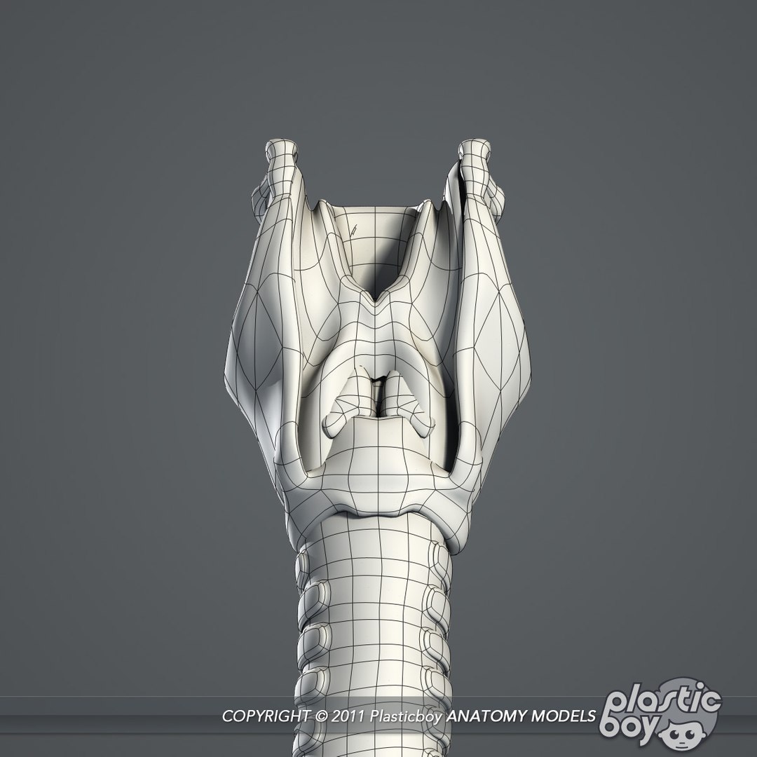 essentials male female anatomy 3d model https://p.turbosquid.com/ts-thumb/8t/G7FluL/spMAkhwb/larynx_05_wf/jpg/1337096101/1920x1080/fit_q87/173cf0d0276c5222a20b2f1ae1d27abf9916b67c/larynx_05_wf.jpg